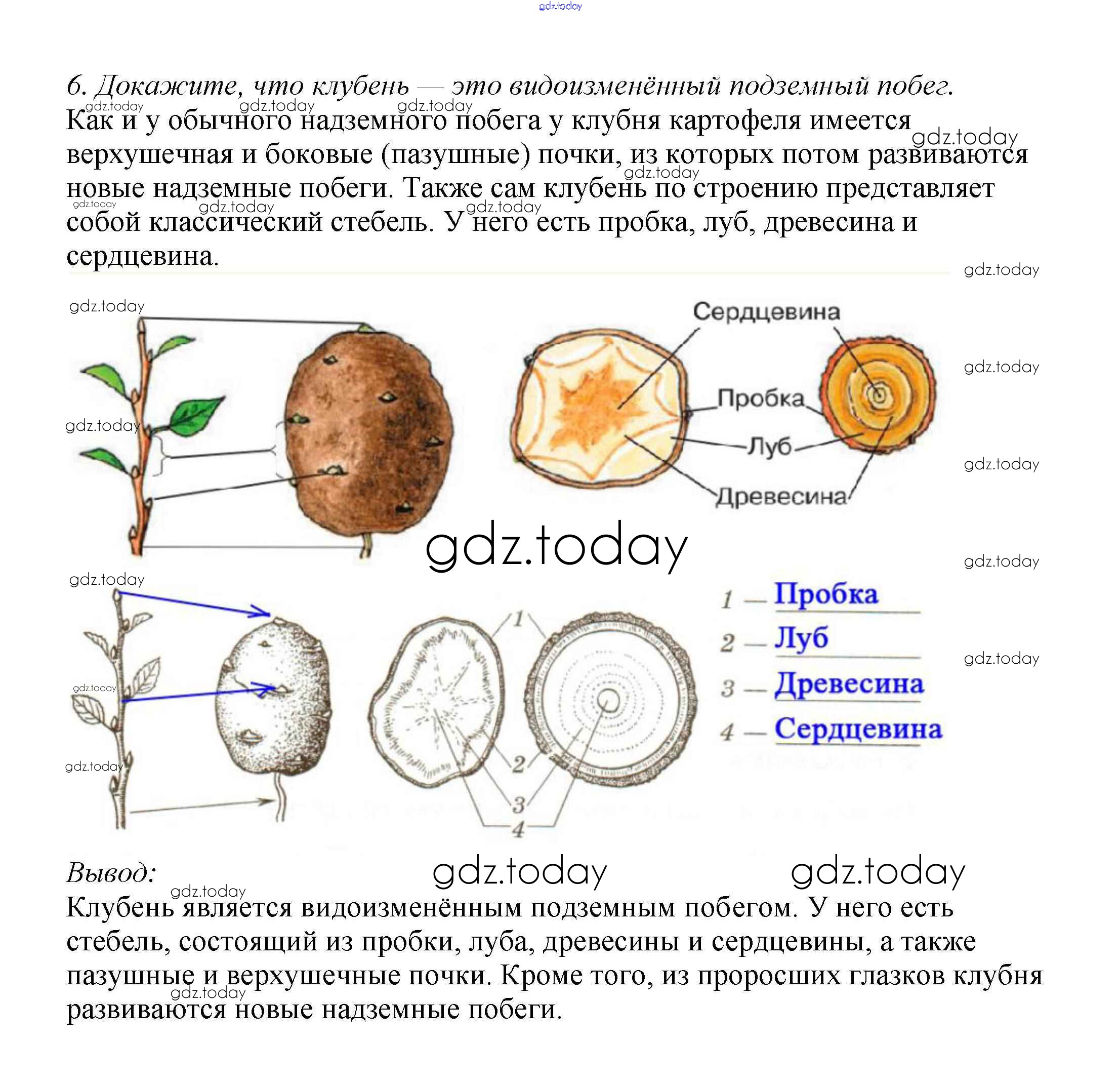 Внешнее и внутреннее строение клубня