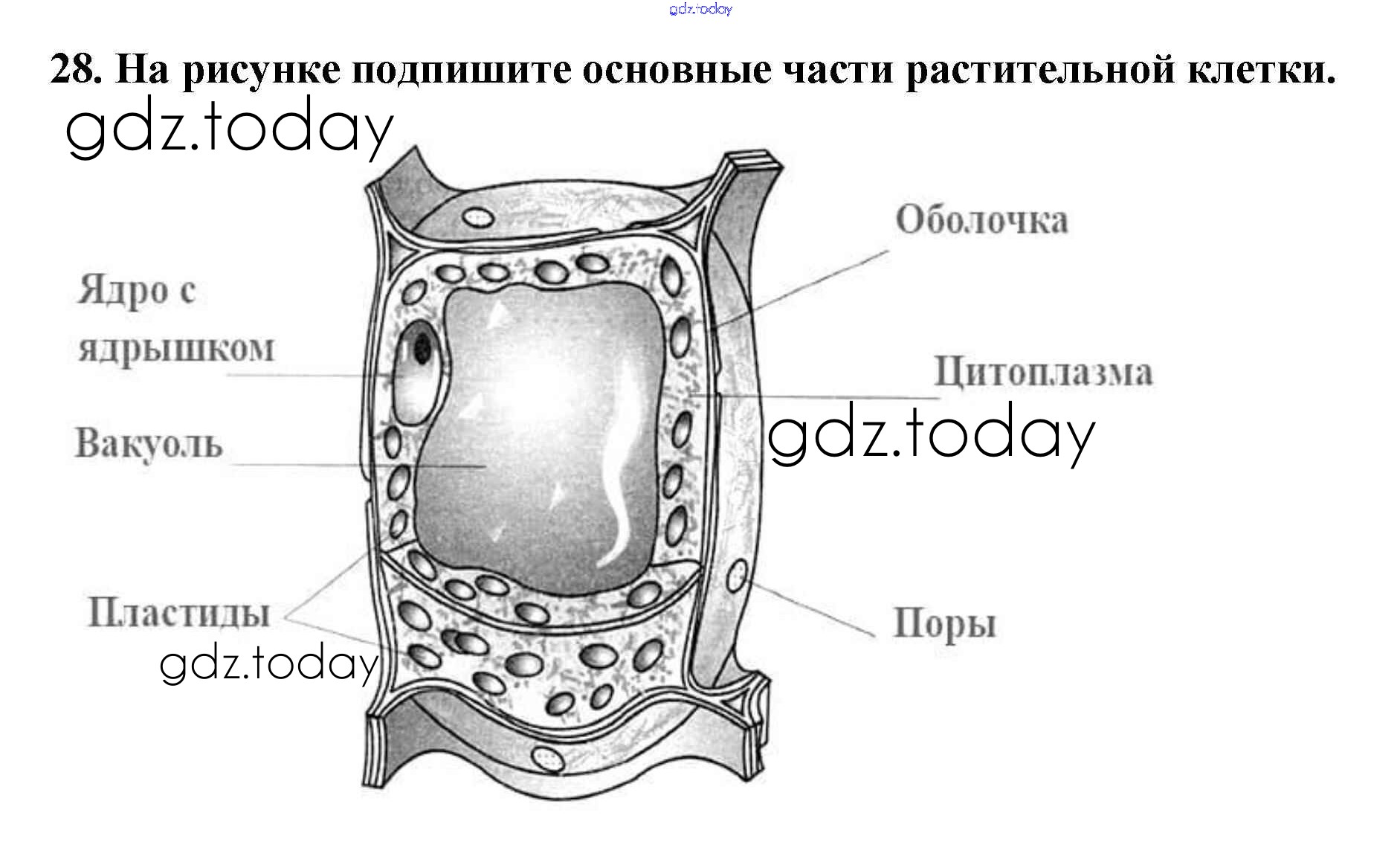 Крупная вакуоль растительной. Строение вакуоли растительной клетки. Вакуоль растительной клетки рисунок. Строение растительных вакуолей.